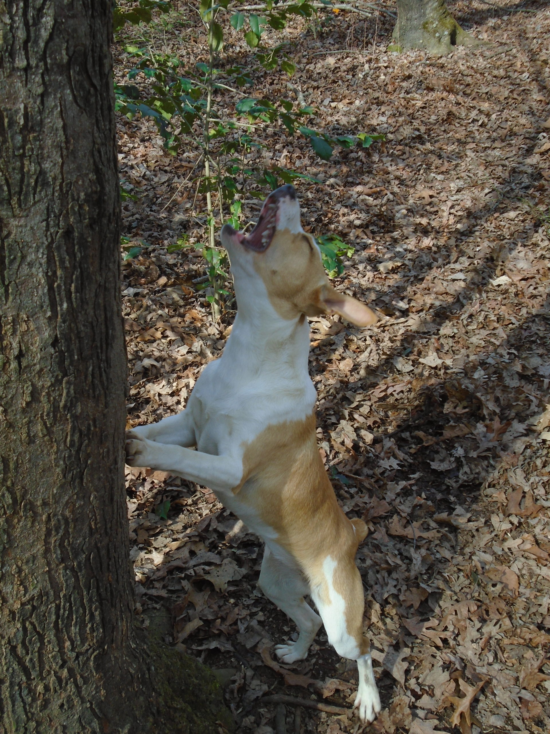 squirrel dog breeds treeing feist squirrel dog